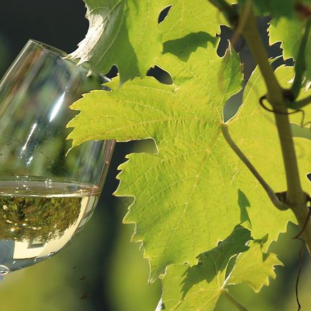 Weingut Rosenbaum Daire Briedel Dış mekan fotoğraf
