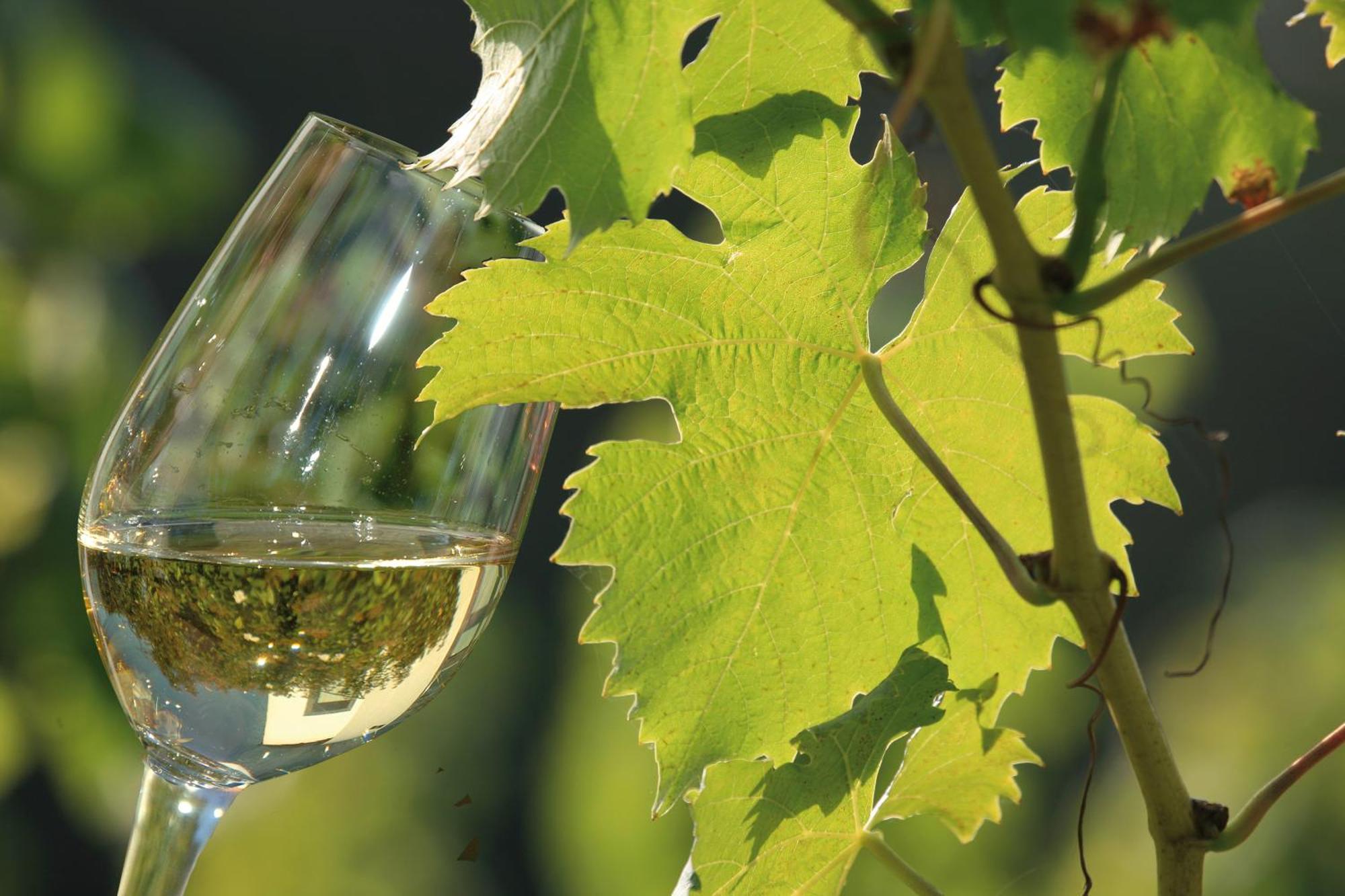 Weingut Rosenbaum Daire Briedel Dış mekan fotoğraf
